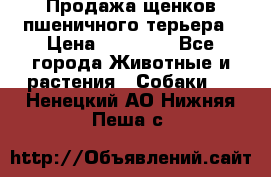 Продажа щенков пшеничного терьера › Цена ­ 30 000 - Все города Животные и растения » Собаки   . Ненецкий АО,Нижняя Пеша с.